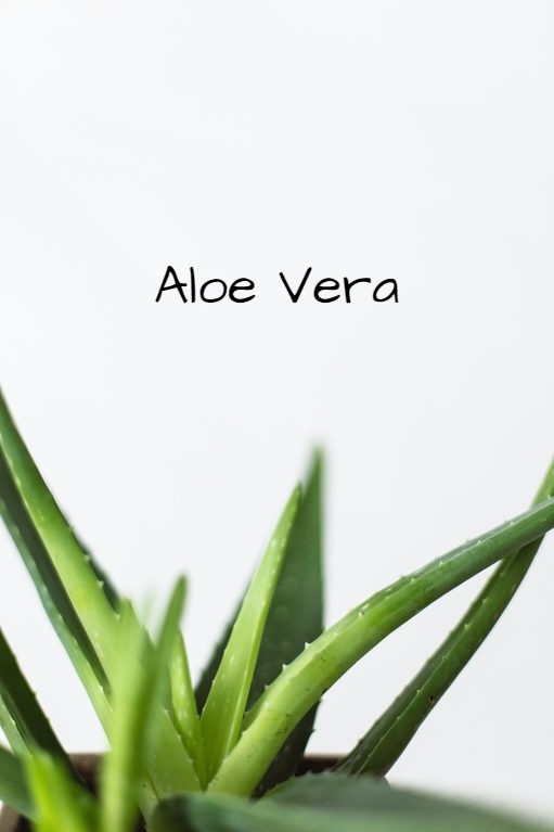 Aloe Vera คือ